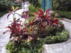 Plant