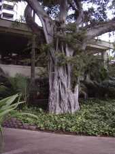 Great Tree