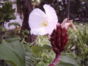 White Flower